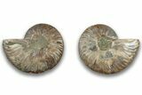 Cut & Polished, Agatized Ammonite Fossil - Madagascar #323359-1
